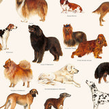 Cani - 1699