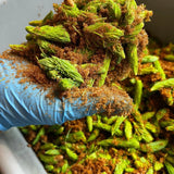 Spruce Syrup
