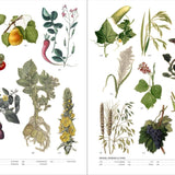 Flora The Secret Language of Plants in Art