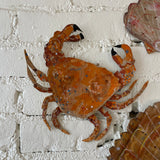 2nd Edition Cardboard Creations, Crabs