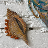 2nd Edition Cardboard Creations, Shells Oysters & Mussels