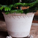 Lion Paw Pot Feet, Raw